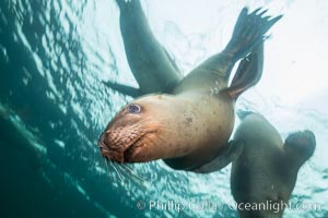 Steller sea lions underwater, Norris Rocks, Hornby Island, British Columbia, Canada, Eumetopias jubatus