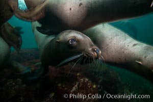 Steller sea lions underwater, Norris Rocks, Hornby Island, British Columbia, Canada, Eumetopias jubatus