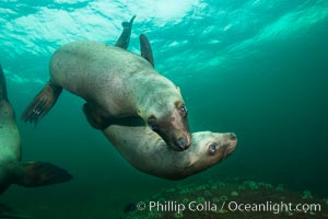 Steller sea lions underwater, Norris Rocks, Hornby Island, British Columbia, Canada, Eumetopias jubatus