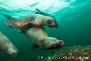 Steller sea lions underwater, Norris Rocks, Hornby Island, British Columbia, Canada, Eumetopias jubatus