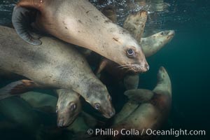 Steller sea lions underwater, Norris Rocks, Hornby Island, British Columbia, Canada, Eumetopias jubatus