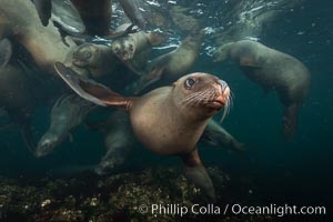 Steller sea lions underwater, Norris Rocks, Hornby Island, British Columbia, Canada, Eumetopias jubatus