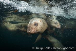 Steller sea lions underwater, Norris Rocks, Hornby Island, British Columbia, Canada, Eumetopias jubatus