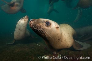 Steller sea lions underwater, Norris Rocks, Hornby Island, British Columbia, Canada, Eumetopias jubatus