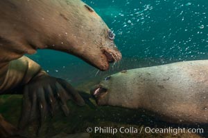 Steller sea lions underwater, Norris Rocks, Hornby Island, British Columbia, Canada, Eumetopias jubatus