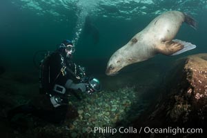 Steller sea lions underwater, Norris Rocks, Hornby Island, British Columbia, Canada, Eumetopias jubatus