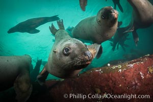 Steller sea lions underwater, Norris Rocks, Hornby Island, British Columbia, Canada, Eumetopias jubatus