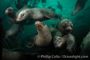 Steller sea lions underwater, Norris Rocks, Hornby Island, British Columbia, Canada, Eumetopias jubatus