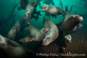 Steller sea lions underwater, Norris Rocks, Hornby Island, British Columbia, Canada, Eumetopias jubatus