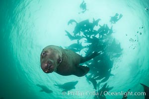 Steller sea lions underwater, Norris Rocks, Hornby Island, British Columbia, Canada, Eumetopias jubatus