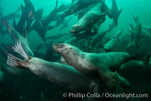 Steller sea lions underwater, Norris Rocks, Hornby Island, British Columbia, Canada