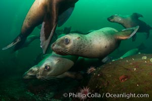 Steller sea lions underwater, Norris Rocks, Hornby Island, British Columbia, Canada, Eumetopias jubatus