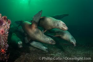 Steller sea lions underwater, Norris Rocks, Hornby Island, British Columbia, Canada, Eumetopias jubatus