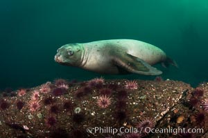 Steller sea lions underwater, Norris Rocks, Hornby Island, British Columbia, Canada, Eumetopias jubatus