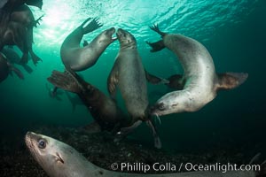 Steller sea lions underwater, Norris Rocks, Hornby Island, British Columbia, Canada, Eumetopias jubatus