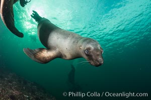 Steller sea lions underwater, Norris Rocks, Hornby Island, British Columbia, Canada, Eumetopias jubatus