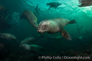 Steller sea lions underwater, Norris Rocks, Hornby Island, British Columbia, Canada, Eumetopias jubatus