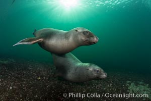 Steller sea lions underwater, Norris Rocks, Hornby Island, British Columbia, Canada, Eumetopias jubatus