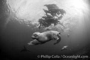 Steller sea lions underwater, black and white, Norris Rocks, Hornby Island, British Columbia, Canada, Eumetopias jubatus