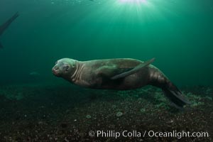 Steller sea lions underwater, Norris Rocks, Hornby Island, British Columbia, Canada, Eumetopias jubatus