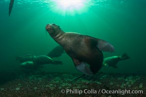 Steller sea lions underwater, Norris Rocks, Hornby Island, British Columbia, Canada, Eumetopias jubatus