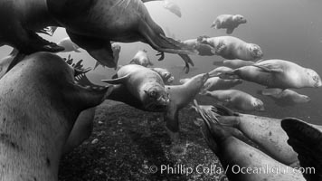 Steller sea lions underwater, black and white, Norris Rocks, Hornby Island, British Columbia, Canada