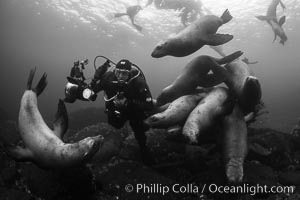 Diver with Steller sea lions, black and white, Norris Rocks, Hornby Island, British Columbia, Canada, Eumetopias jubatus