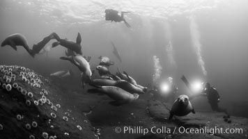 Steller sea lions underwater, black and white, Norris Rocks, Hornby Island, British Columbia, Canada