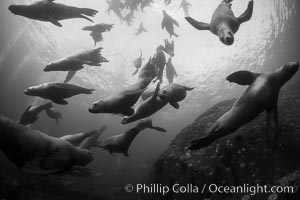 Steller sea lions underwater, black and white, Norris Rocks, Hornby Island, British Columbia, Canada, Eumetopias jubatus