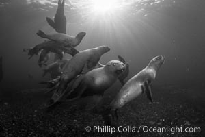 Steller sea lions underwater, black and white, Norris Rocks, Hornby Island, British Columbia, Canada, Eumetopias jubatus