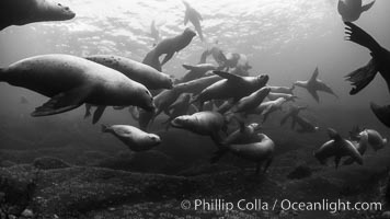 Steller sea lions underwater, black and white, Norris Rocks, Hornby Island, British Columbia, Canada