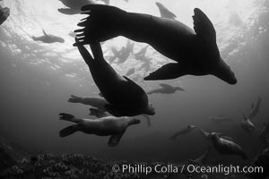 Steller sea lions underwater, black and white, Norris Rocks, Hornby Island, British Columbia, Canada, Eumetopias jubatus