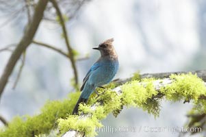 Stellers jay, also known as blue jay, Cyanocitta stelleri, Yosemite National Park, California