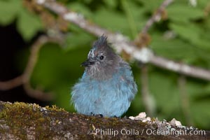 Steller's jay, or blue jay. Oregon Caves National Monument, USA, Cyanocitta stelleri, natural history stock photograph, photo id 25877