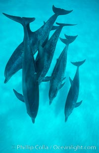 Atlantic spotted dolphin, Stenella frontalis