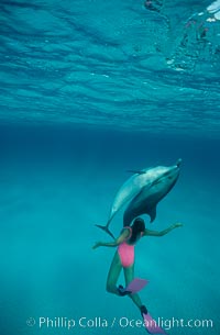 Atlantic spotted dolphin, Olympic swimmer Mikako Kotani, Stenella frontalis