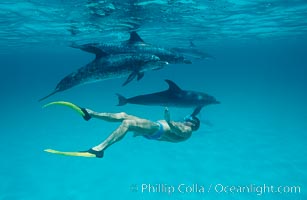 Atlantic spotted dolphin, Albert Stevens, Stenella frontalis