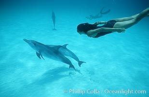 Atlantic spotted dolphin with Olympic swimmer Mikako Kotani, Bahamas. Stenella frontalis.