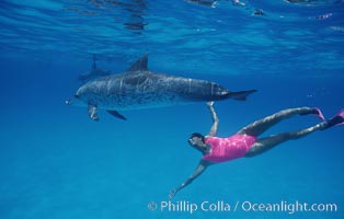 Atlantic spotted dolphin, Olympic swimmer Mikako Kotani, Stenella frontalis