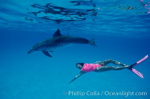 Atlantic spotted dolphin with Olympic swimmer Mikako Kotani, Bahamas. Stenella frontalis.