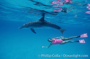 Atlantic spotted dolphin, Olympic swimmer Mikako Kotani, Stenella frontalis