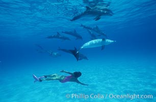 Atlantic spotted dolphin, Olympic swimmer Mikako Kotani, Stenella frontalis