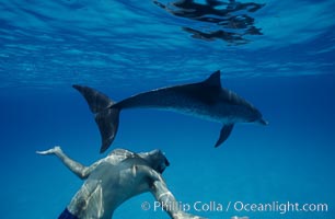 Atlantic spotted dolphin, Olympic swimmer Matt Biondi, Stenella frontalis