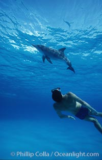 Atlantic spotted dolphin, Olympic swimmer Matt Biondi, Stenella frontalis