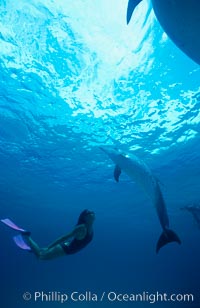 Atlantic spotted dolphin, Olympic swimmer Mikako Kotani, Stenella frontalis