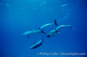 Atlantic spotted dolphin with swimmer Craig Marble, Bahamas. Stenella frontalis.