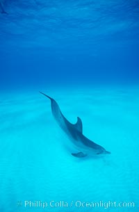 Atlantic spotted dolphin. Bahamas, Stenella frontalis, natural history stock photograph, photo id 00675