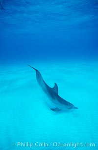 Atlantic spotted dolphin, Stenella frontalis