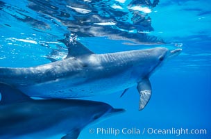 Atlantic spotted dolphin.