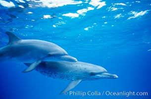 Atlantic spotted dolphin, Stenella frontalis